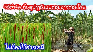 วิธีกำจัด ต้นธูปฤาษีแบบถอนรากถอนโคน โดยไม่ต้องพึ่งพาสารเคมี โดยวิธีพึ่งพาแรงกายตัวเอง