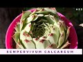 SEMPERVIVUM CALCAREUM 💜 | Cuidados y Reproducción