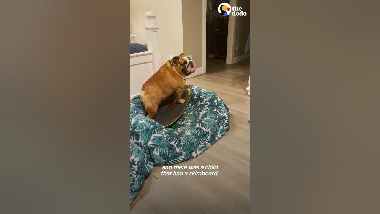 chowder the skateboard dog YouTube