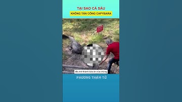 tại sao cá sấu không tấn công capybara