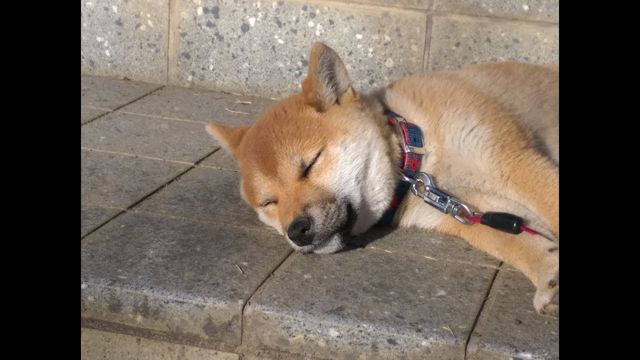 柴犬子犬 成長期 二が月～三が月 Shiba inu YouTube