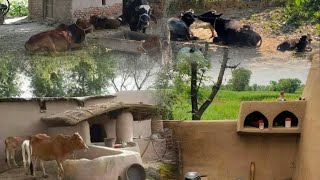 Village vlog | Day 2 in village | Morning Routine Fog, villagelife  | Traditional cooking village