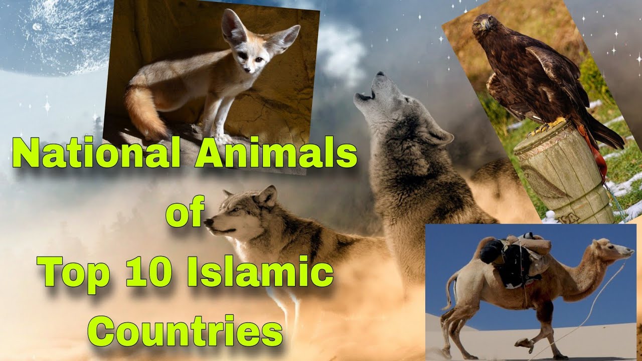 Top 10 Islamic Countries With National Animals education amazing Short top-10-islamic-countries-with-national-animals-education-amazing-short