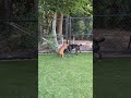 Worcestershire &amp; Dolores engage in goofy wrestles #06172026