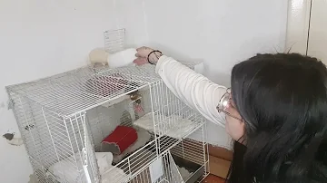 ¿Cómo se limpia la jaula de una rata?