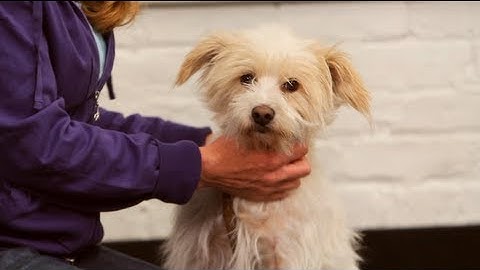 How to Teach Dog to Fetch & Retrieve | Dog Training