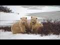 Explore Tundra Buggy One -  Cute playing polar bears.
