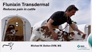 Flunixin transdermal reduces pain in cattle