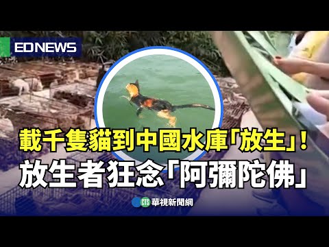 載千隻貓到中國水庫「放生」！ 放生者狂念「阿彌陀佛、大悲咒」｜👍小編推新聞20251105