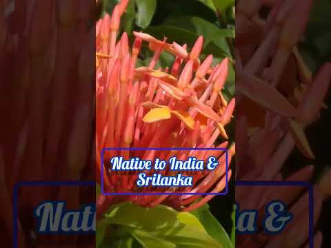 #Ixora coccinea#Scarlet jungle