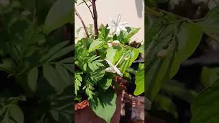 My Other Jasmine I.e The Jasminum Auriculatum