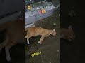 لحظة وفاة قطة وخروج الروح The Moment A Cat Dies And The Soul Leaves 