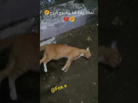 لحظة وفاة قطة وخروج الروح The Moment A Cat Dies And The Soul Leaves