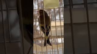 burung kenari saira, tiang bagal silang bernyanyi #panggilan burung #burung #kicauan burung #kicauan burung goldfinch #suara burung #quetta