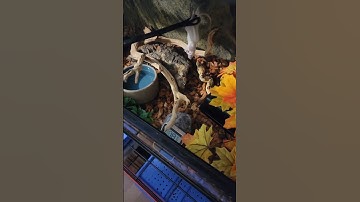 #snake #ballpython #animals #reptiles #ballpythonfeeding #shorts #subscribe #shortvideo #shortsfeed