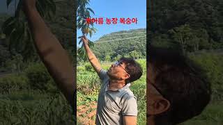 🍑복숭아 마이스터와 🍅토마토 마이스터의 만남!전남생명농업대학 동기들의 멘토링 현장!작물은 달라도 방향은 하나!#농촌의미래는협업 #직거래혁신 #은하수농장 #한아름농장