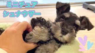ミニチュア・シュナウザー | ペットショップ マルワン 小さめ子犬 美形