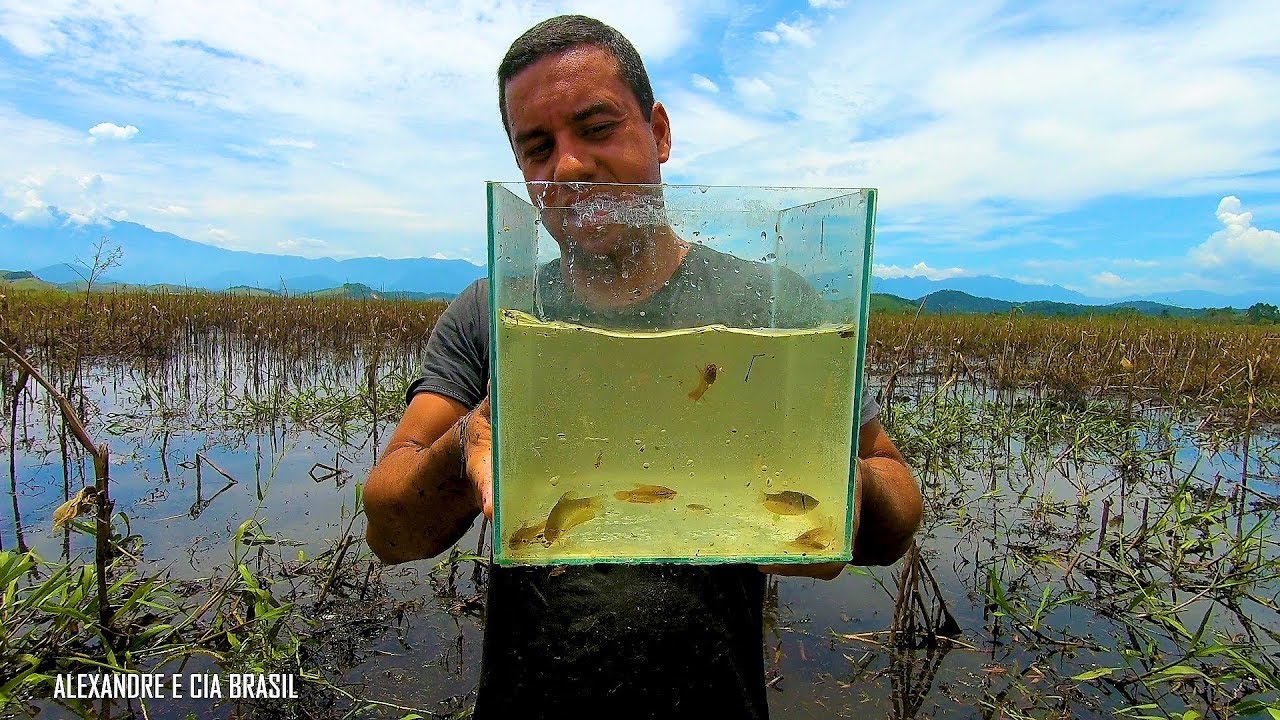 Qual É O Habitat Natural Dos Peixes?