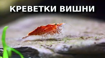 Все о креветках вишнях или вишневый сад в аквариуме