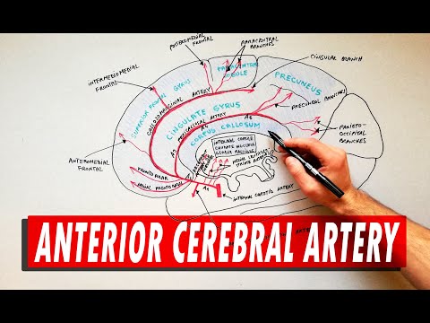 Video: Anterior Cerebral Arterie Anatomi, Funktion Og Diagram - Body Maps