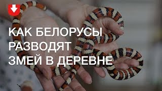 100 змей в деревенском доме: белорусы разводят на селе экзотических животных 100 змей в деревенском доме: белорусы разводят на селе экзотических животных