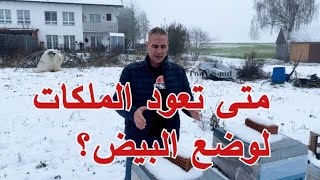 متى تستعيد الملكات نشاطها في وضع البيض  .