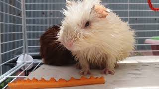 Guinea Pig Sounds And Guinea Pigs Body Language And Behaviors Explained