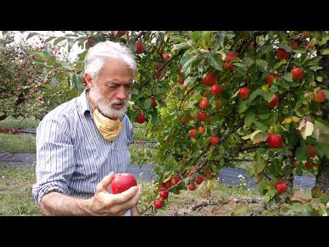 Video: Når skal du plukke Goodland-epler?