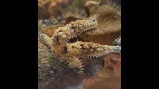 Stella preda verme in un buco/Star prey worm in a hole