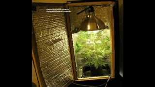 26watt CFL bulb in hidden home-made, pc-fan ventilated, reflective grow box. Grown with organic Fox-Farm fertilizers. Full cycle 