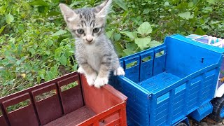 Truk Gandeng Tronton Panjang Angkut Kucing Lucu Si manis