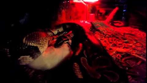 GoPro: Ball Python consuming a live rat (Sped up 8X)