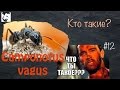 Немного о муравьях // муравьи Camponotus Vagus // #12