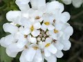 Corbeille dargent ou thlaspi iberis sempervirens des l flocons floraux en plus beaux