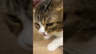 ご飯が美味しすぎて喋る猫w #shorts