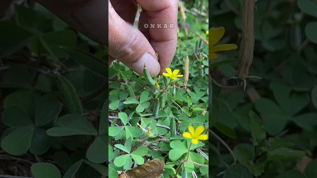 Don't mistake yellow sour grass for a minor weed || 😱 