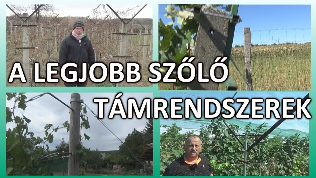 Támrendszerek, árnyékolás, ideális sor- és tőketávolságok a szőlőskertben