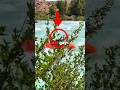 😱Boat Flipped Mid Race…☠️ His Genius Move Saved Everyone 🚨#shorts#viral