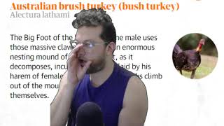 Australian bird calls 2021 #shorts