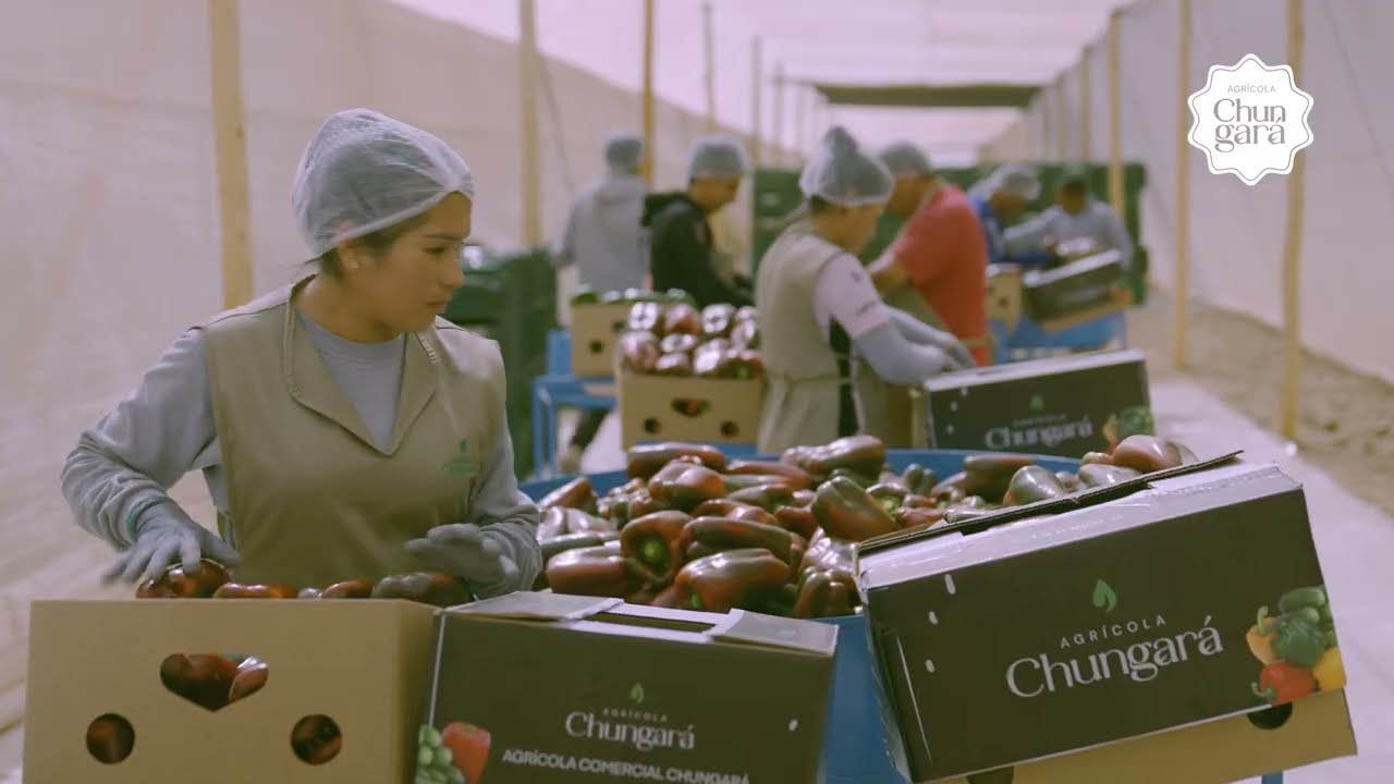 AGRÍCOLA CHUNGARÁ | Historia y contexto Arica