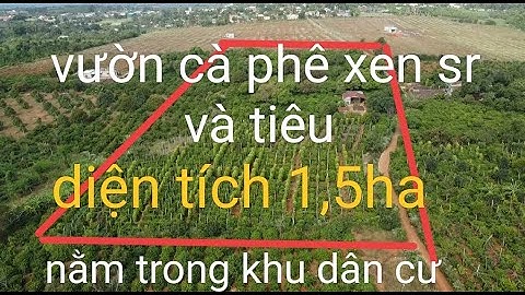 Bán vườn cà phê xen sr và tiêu cực đẹp giá cả hợp lý lh0989542322