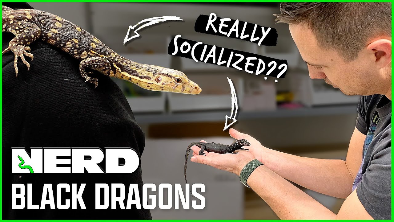 I bought a BLACK DRAGON from NERD - Worth the hype? (JKR Review)