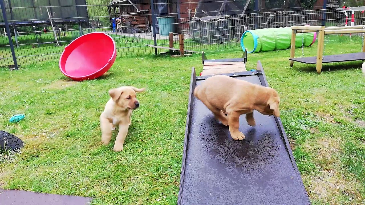 Broholmer Miniakrobaten