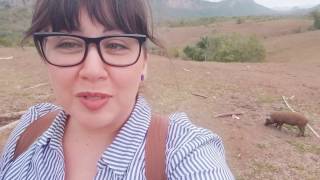 piggies and cigars in Viñales Cuba