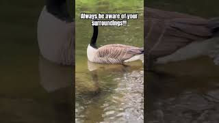 Canada goose surprise!! #fishing #canadagoose #geese #fishing #outdoors #nature