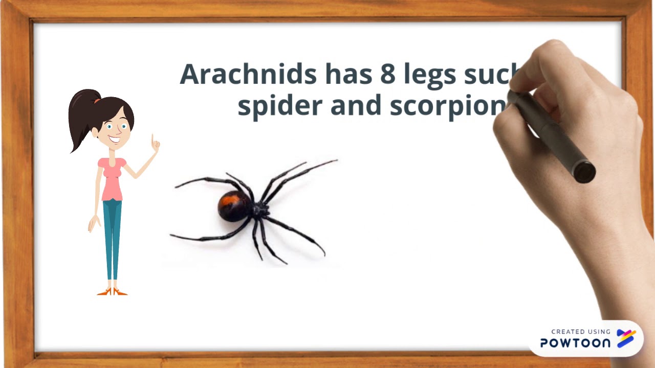 Arthropods YouTube