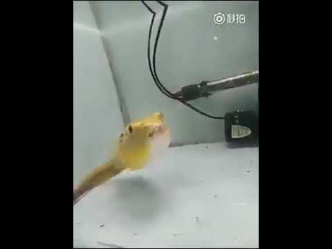 puffer fish eat everything