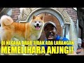 NGGAK ADA LARANG PELIHARA ANJING DI SAUDI ARABIA.