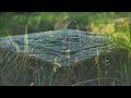 夕暮れ時はさびしそう/N.S.P