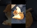 想定外の出来事に固まる猫 #Shorts
